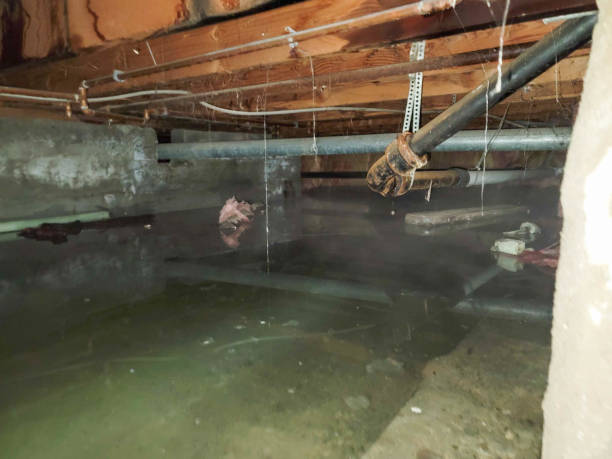Best Carpet water damage restoration  in Sevierville, TN