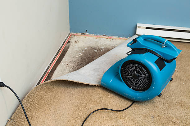 Best Basement water damage restoration  in Sevierville, TN